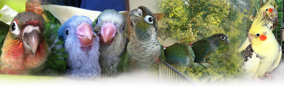 pappagalli allevati a mano Bologna